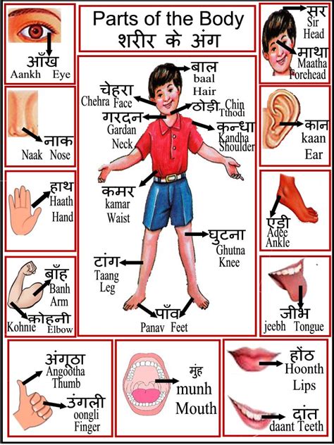 kamar in english body part|body parts in hindi chart.